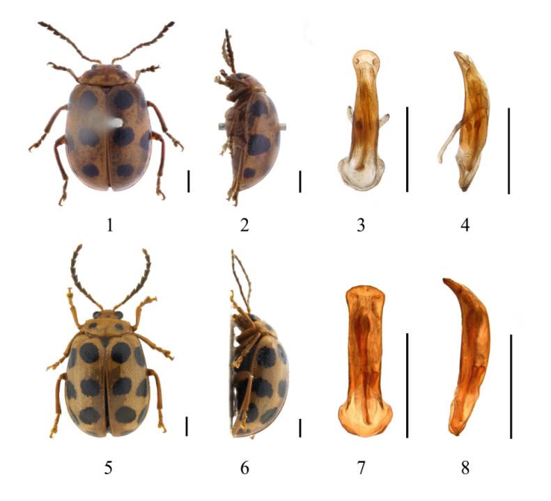 全球首次发现!以“海珠”命名!