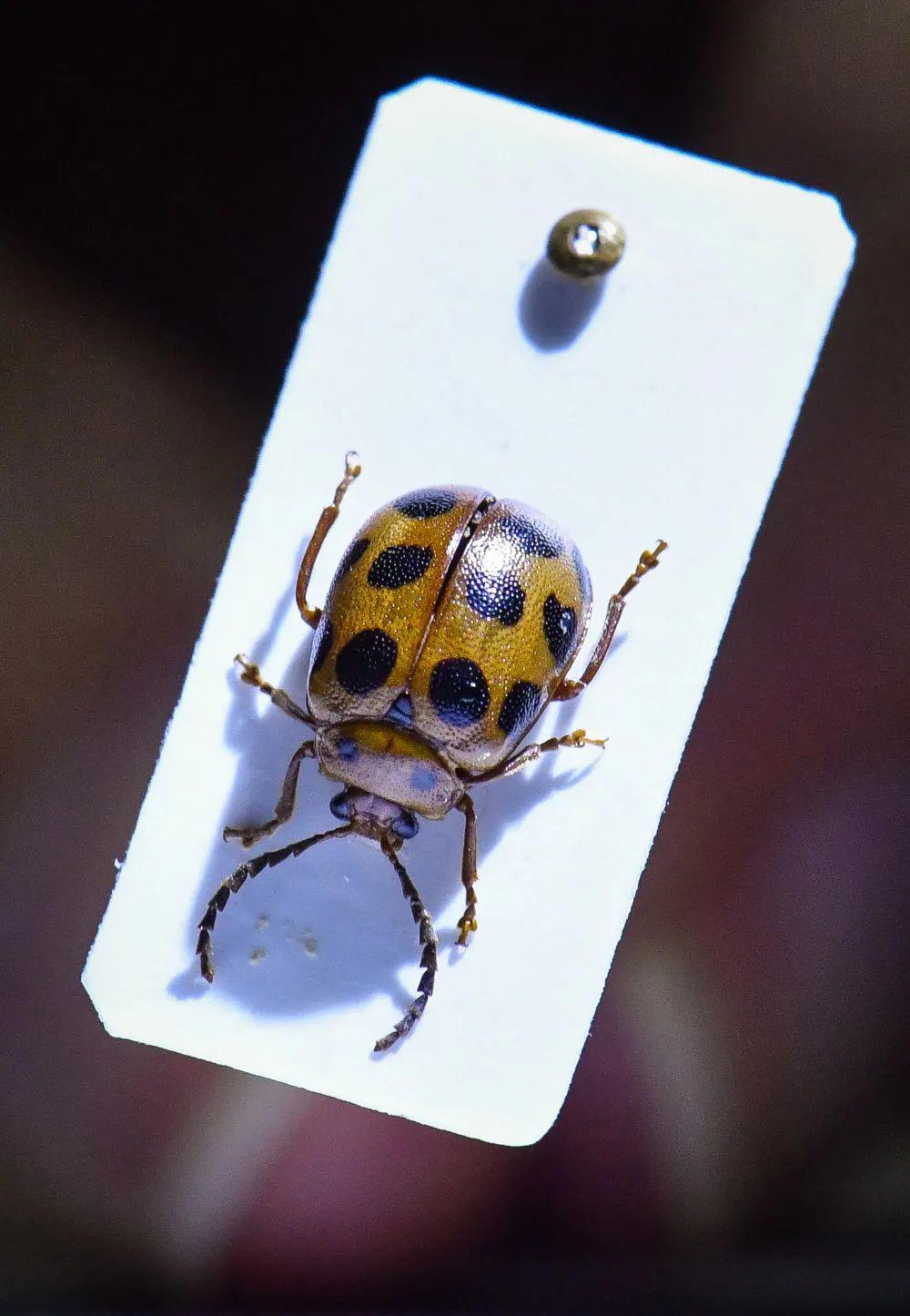 全球首次发现!以“海珠”命名!