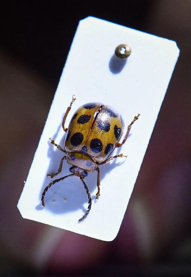 全球首次发现!以广州的“海珠”命名!