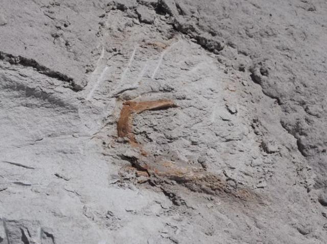 中新世化石揭示博比特虫祖先史前食肉蠕虫或2000万年前定居海底