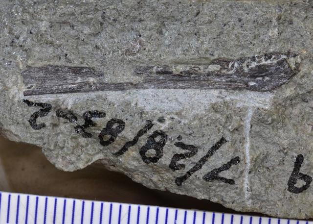 中新世化石揭示博比特虫祖先史前食肉蠕虫或2000万年前定居海底