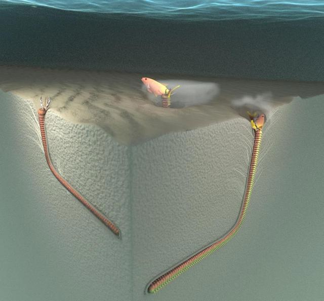 中新世化石揭示博比特虫祖先史前食肉蠕虫或2000万年前定居海底