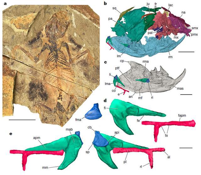 中新世化石揭示博比特虫祖先史前食肉蠕虫或2000万年前定居海底