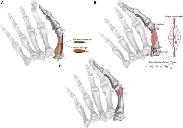 中新世化石揭示博比特虫祖先史前食肉蠕虫或2000万年前定居海底