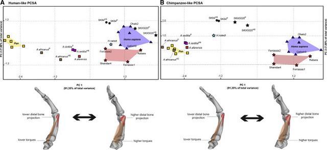 中新世化石揭示博比特虫祖先史前食肉蠕虫或2000万年前定居海底
