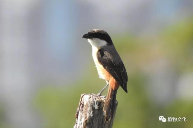 云南大理&云龙天池国家级自然保护区鸟类&昆虫记录