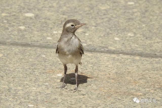 云南大理&云龙天池国家级自然保护区鸟类&昆虫记录