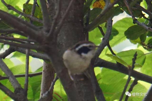 云南大理&云龙天池国家级自然保护区鸟类&昆虫记录