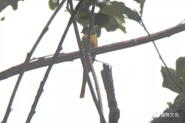 云南大理&云龙天池国家级自然保护区鸟类&昆虫记录