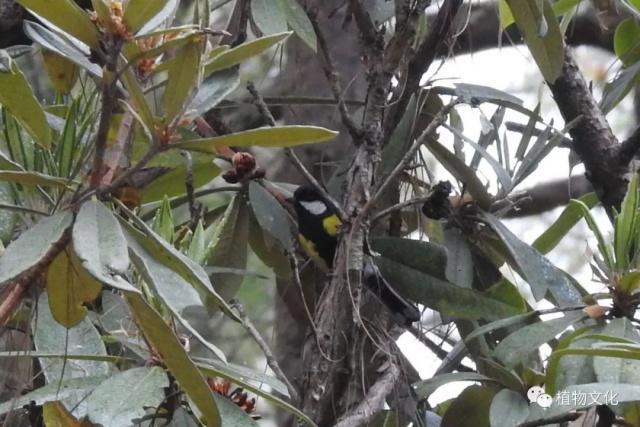 云南大理&云龙天池国家级自然保护区鸟类&昆虫记录