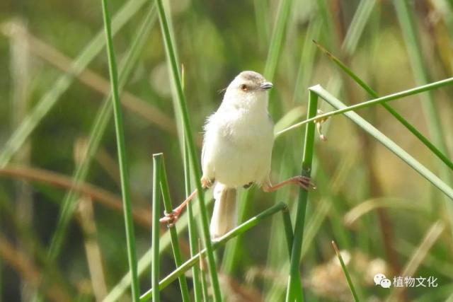 云南大理&云龙天池国家级自然保护区鸟类&昆虫记录