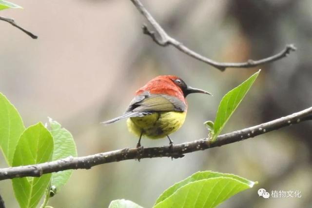 云南大理&云龙天池国家级自然保护区鸟类&昆虫记录