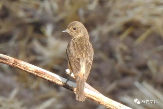 云南大理&云龙天池国家级自然保护区鸟类&昆虫记录
