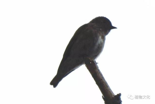 云南大理&云龙天池国家级自然保护区鸟类&昆虫记录