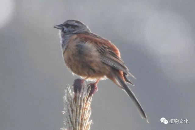 云南大理&云龙天池国家级自然保护区鸟类&昆虫记录