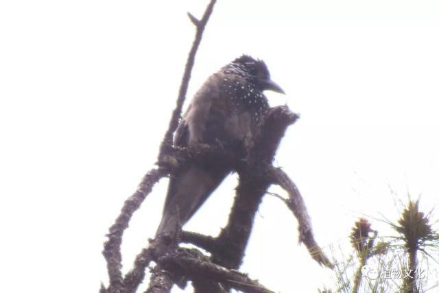 云南大理&云龙天池国家级自然保护区鸟类&昆虫记录