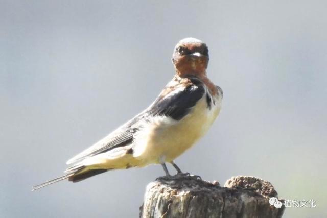 云南大理&云龙天池国家级自然保护区鸟类&昆虫记录