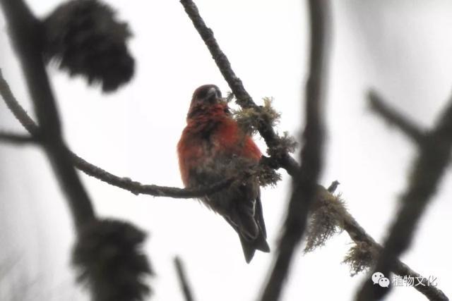 云南大理&云龙天池国家级自然保护区鸟类&昆虫记录