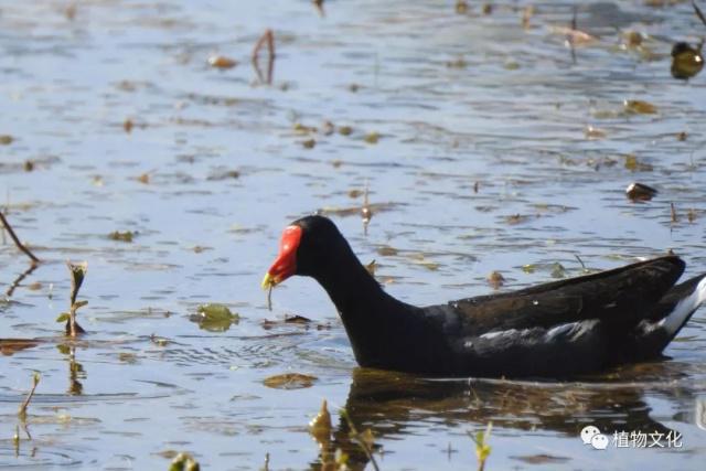 云南大理&云龙天池国家级自然保护区鸟类&昆虫记录