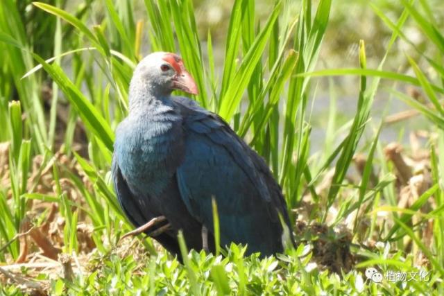 云南大理&云龙天池国家级自然保护区鸟类&昆虫记录