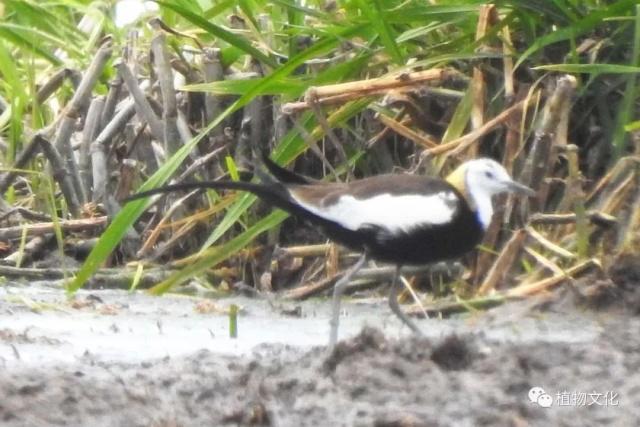 云南大理&云龙天池国家级自然保护区鸟类&昆虫记录