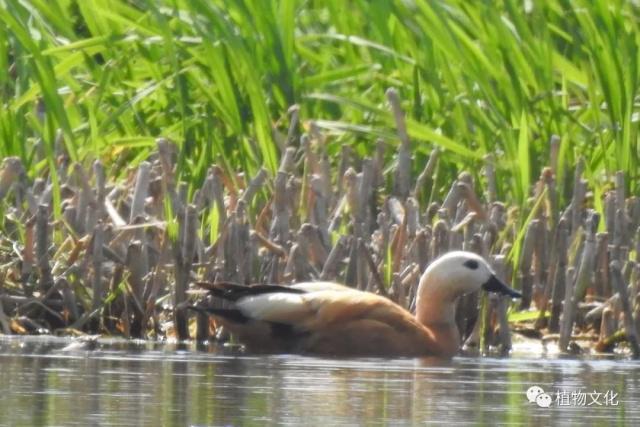 云南大理&云龙天池国家级自然保护区鸟类&昆虫记录
