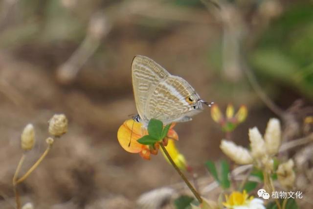云南大理&云龙天池国家级自然保护区鸟类&昆虫记录