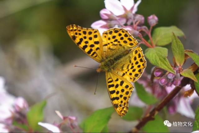 云南大理&云龙天池国家级自然保护区鸟类&昆虫记录
