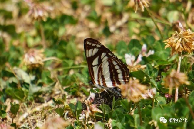云南大理&云龙天池国家级自然保护区鸟类&昆虫记录