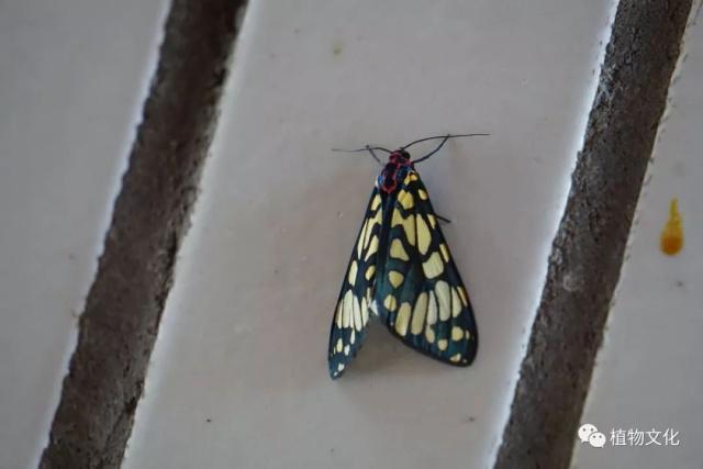 云南大理&云龙天池国家级自然保护区鸟类&昆虫记录