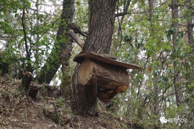 云南大理&云龙天池国家级自然保护区鸟类&昆虫记录
