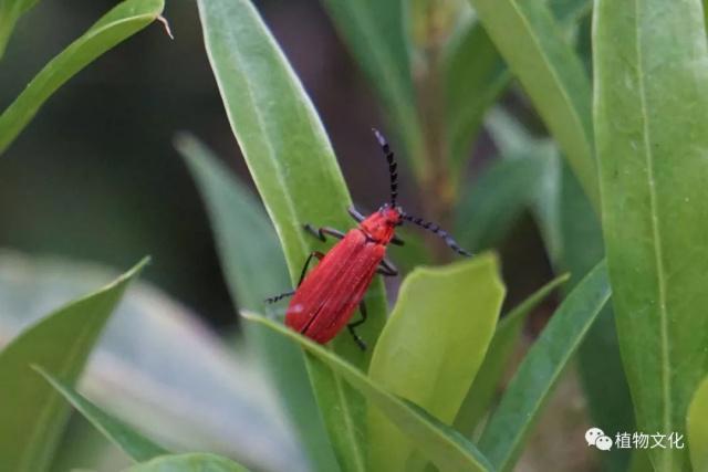 云南大理&云龙天池国家级自然保护区鸟类&昆虫记录