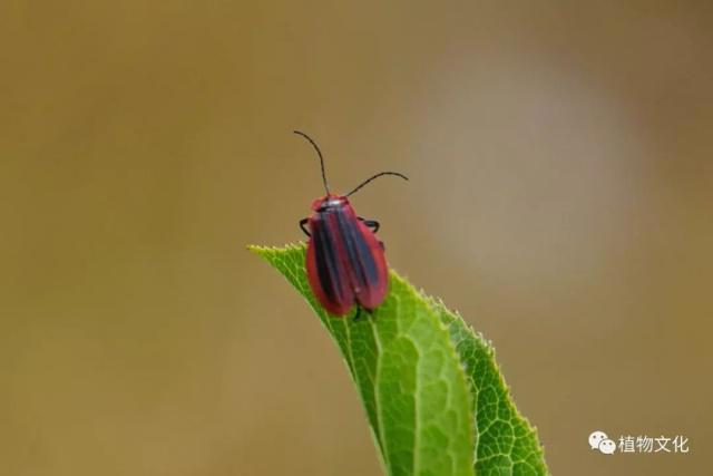 云南大理&云龙天池国家级自然保护区鸟类&昆虫记录