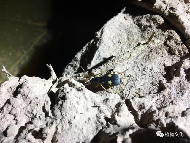 云南大理&云龙天池国家级自然保护区鸟类&昆虫记录