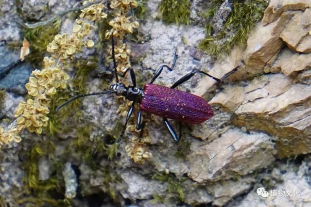 云南大理&云龙天池国家级自然保护区鸟类&昆虫记录