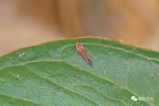 云南大理&云龙天池国家级自然保护区鸟类&昆虫记录