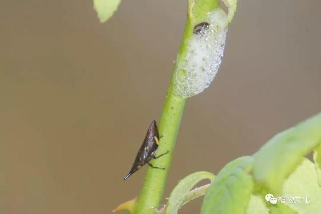 云南大理&云龙天池国家级自然保护区鸟类&昆虫记录