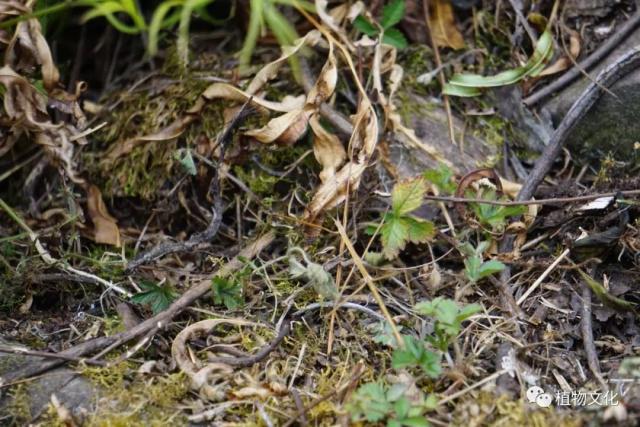 云南大理&云龙天池国家级自然保护区鸟类&昆虫记录