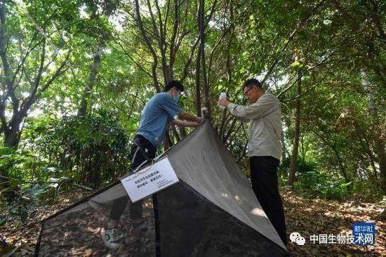 广东科研团队在城市湿地发现一个稀有昆虫新物种