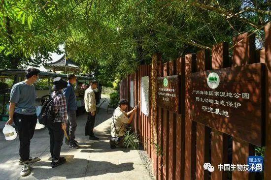 广东科研团队在城市湿地发现一个稀有昆虫新物种