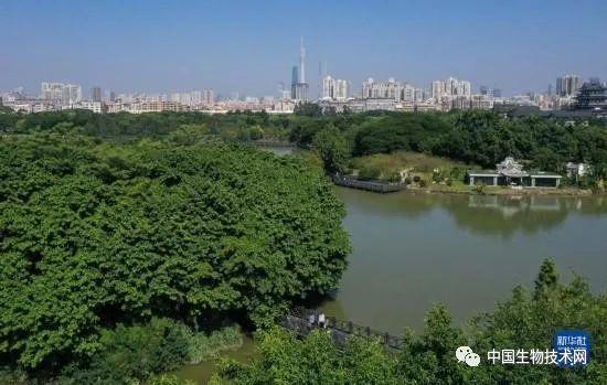 广东科研团队在城市湿地发现一个稀有昆虫新物种