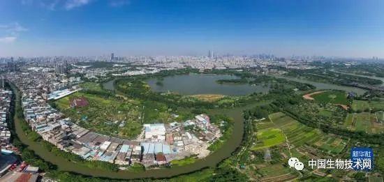 广东科研团队在城市湿地发现一个稀有昆虫新物种