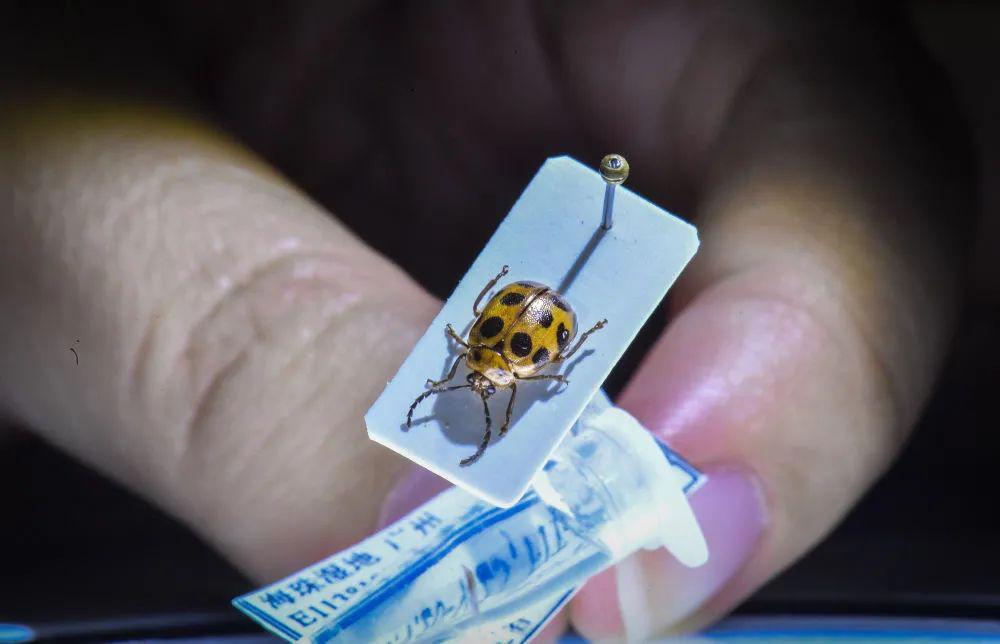 全球首次发现!以“海珠”命名