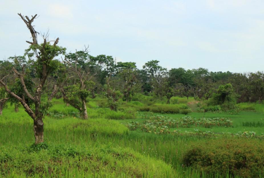全球首次发现!以“海珠”命名