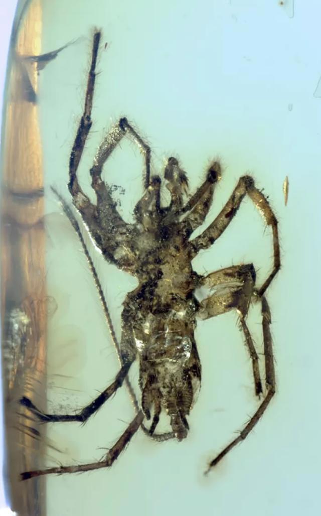 1亿年前缅甸琥珀中发现萤火虫祖先——白垩光萤科昆虫