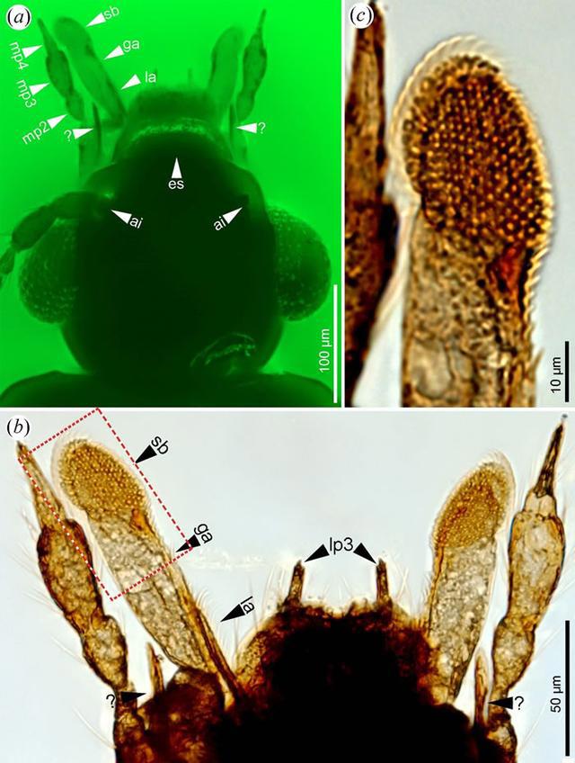 1亿年前缅甸琥珀中发现萤火虫祖先——白垩光萤科昆虫