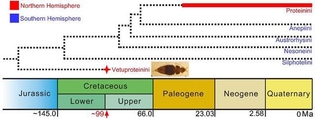 1亿年前缅甸琥珀中发现萤火虫祖先——白垩光萤科昆虫
