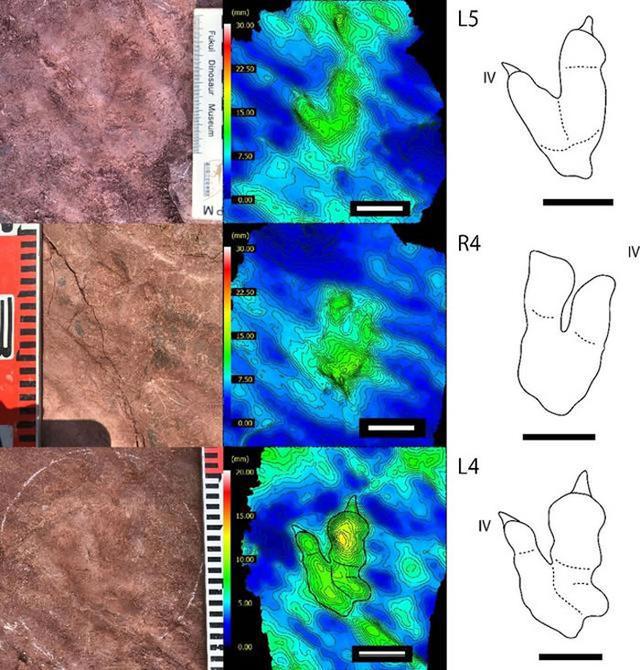 1亿年前缅甸琥珀中发现萤火虫祖先——白垩光萤科昆虫