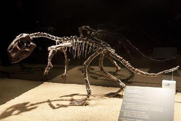 1亿年前缅甸琥珀中发现萤火虫祖先——白垩光萤科昆虫