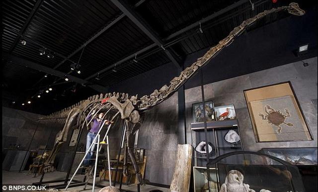 1亿年前缅甸琥珀中发现萤火虫祖先——白垩光萤科昆虫